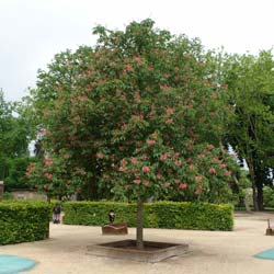 Marronnier  fleurs rouges